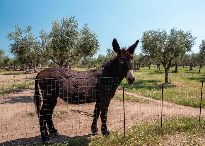 別荘 Tra Mari E Monti By Barbarhouse サン・ジョバンニ・ロトンド